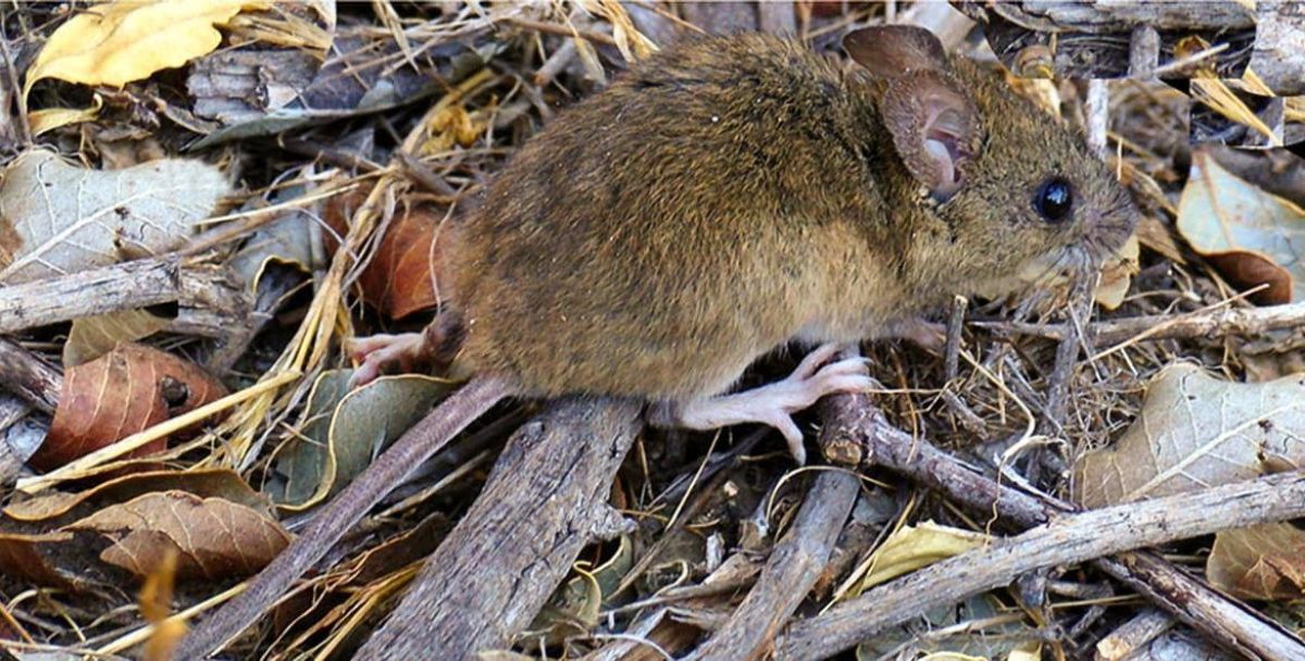  Cuáles son las medidas de prevención contra el Hantavirus