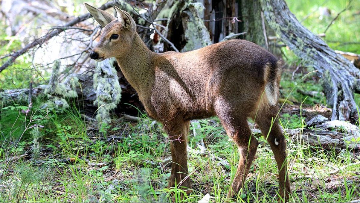 Nació el primer huemul en cautiverio en Argentina luego de siete décadas