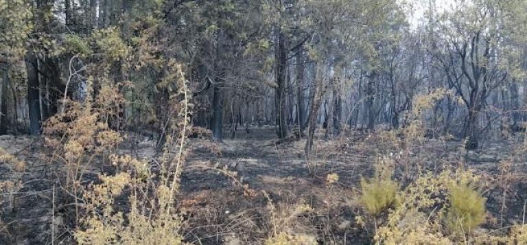 El incendio de El Bolsón disminuyó la intensidad aunque preocupa el pronóstico de vientos