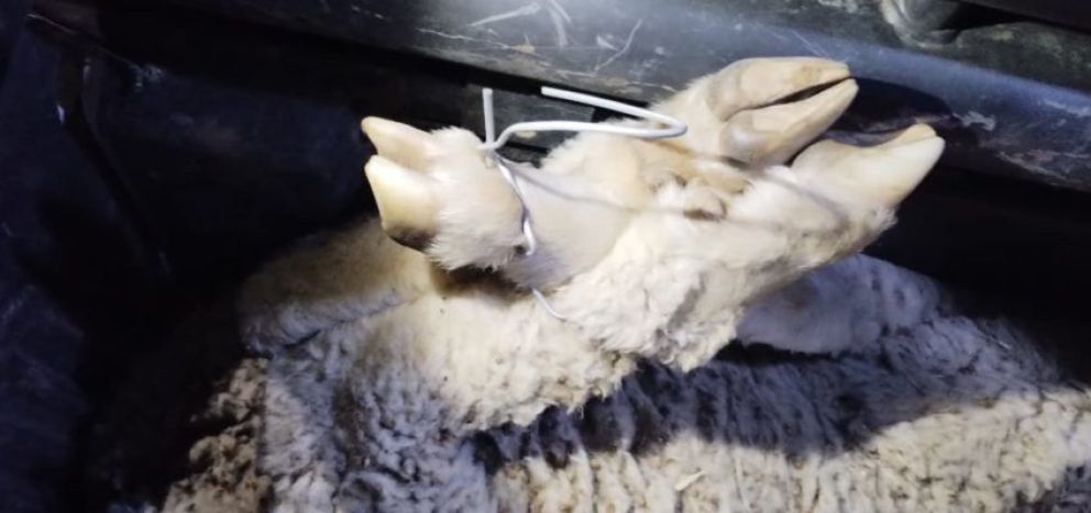 Sorprendidos cuando llevaban varios animales vivos en una camioneta