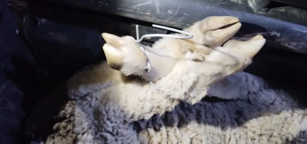Sorprendidos cuando llevaban varios animales vivos en una camioneta