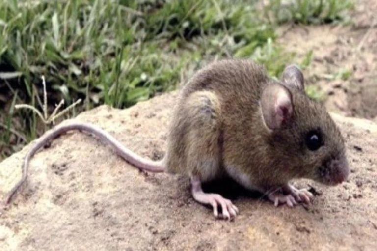 Ante una nueva muerte por Hantavirus recuerdan medidas de prevención y cuidados 