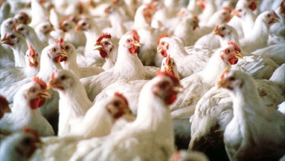La Gobernadora Carreras dispuso la Emergencia Agropecuaria por Gripe Aviar