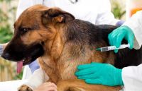 Sanidad Animal continúa prestando servicios de esterilización y vacunas