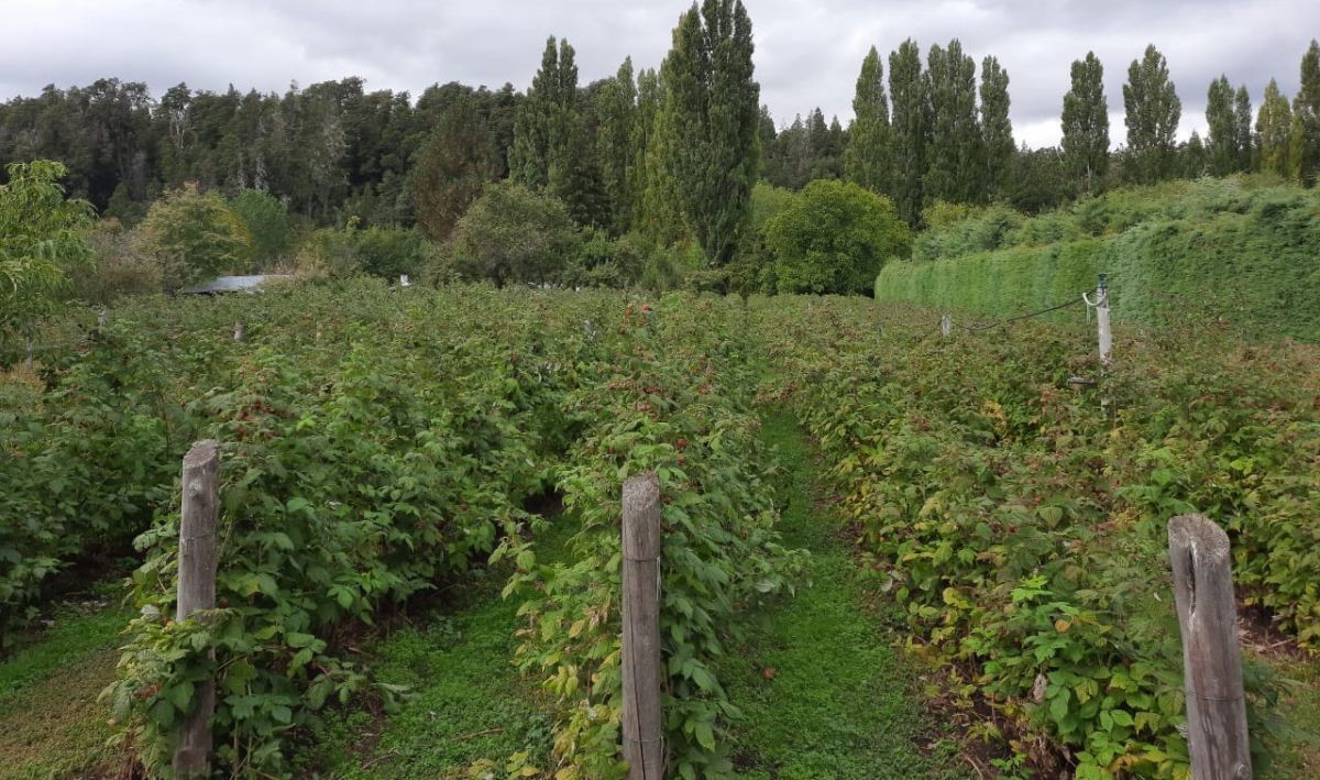  La Provincia y el INTA trabajan para fortalecer la producción de fruta fina