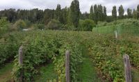  La Provincia y el INTA trabajan para fortalecer la producción de fruta fina