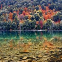 ¿Por qué los bosques son fundamentales para la salud?