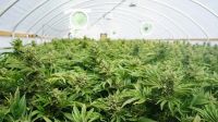 Cosecharon las primeras plantas de cannabis en el INTA Alto Valle